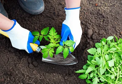 Illustration hoe - Image 1