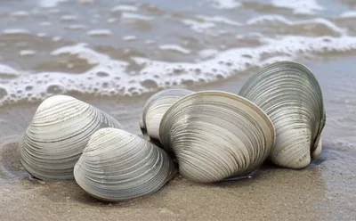 Illustration quahogs