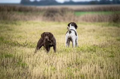 Illustration back - Image 1