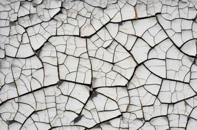 Illustration shells - Image 1