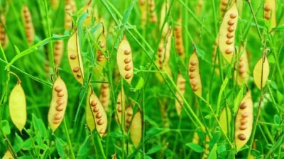 Illustration chickpea