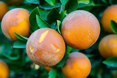 Illustration bronzing - Image 1