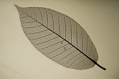 Illustration transfer - Image 1