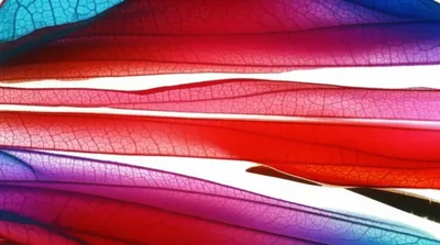 Illustration sections - Image 1