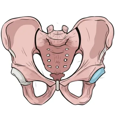 Illustration pecten - Image 1