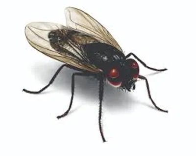 Illustration fly - Image 2