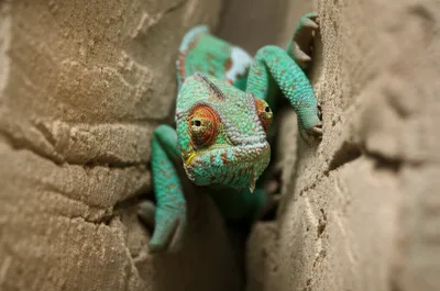 Illustration coercion - Image 1