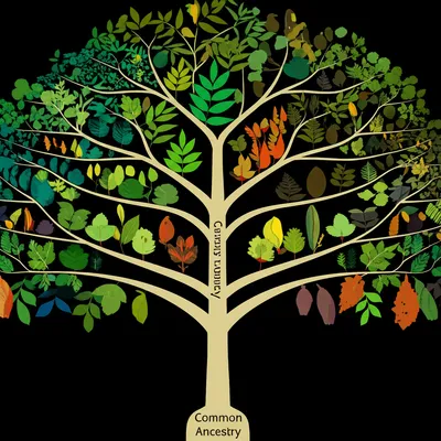 Illustration races - Image 1