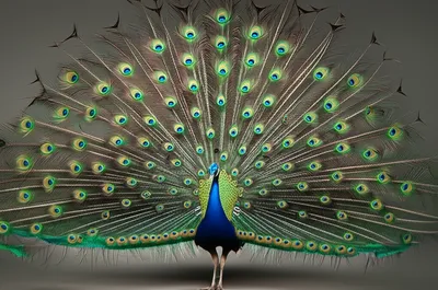 Illustration frilly - Image 1