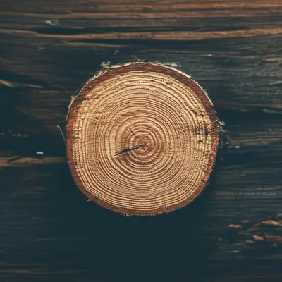 Illustration medulla - Image 1