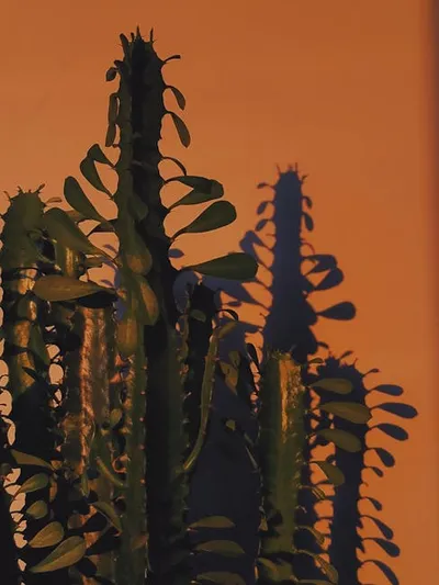 Illustration spurge - Image 2