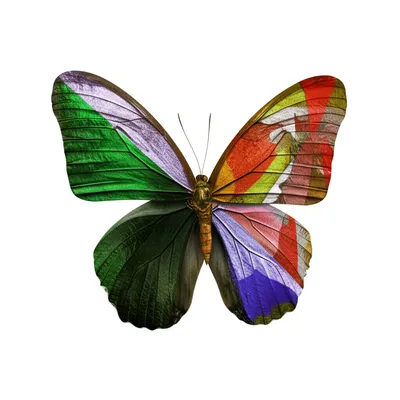 Illustration mutation - Image 1