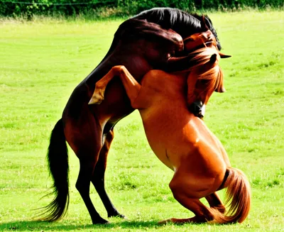 Illustration horsed - Image 1