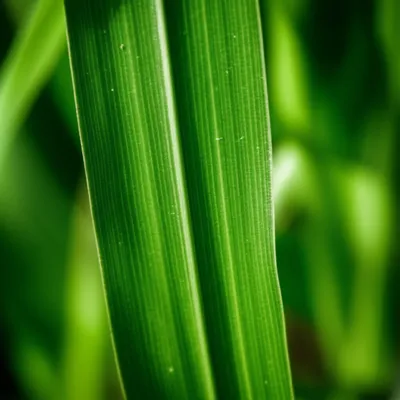 Illustration blade - Image 1