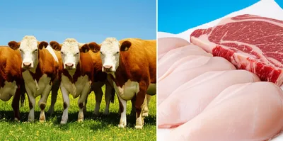 Illustration butchered