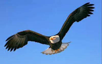 Illustration flying - Image 3