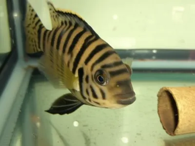 Illustration convict - Image 1