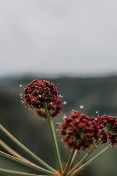 Illustration burnet - Image 2