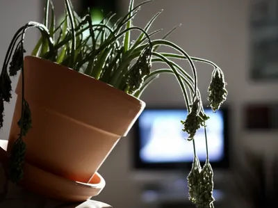 Illustration vegetate - Image 1