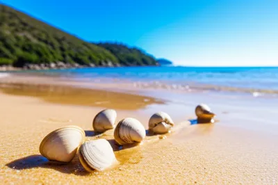 Illustration pipis - Image 1