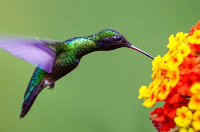 Illustration flutter - Image 1