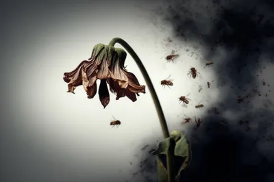 Illustration blow - Image 1