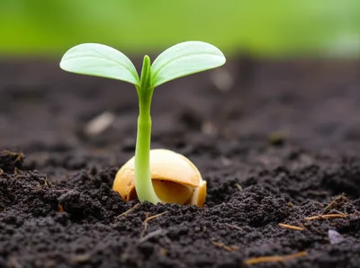 Illustration pumpkinseeds - Image 1