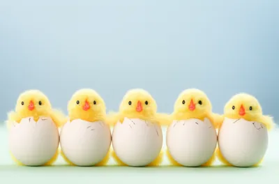 Illustration quin - Image 1