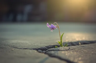 Illustration lowly - Image 1