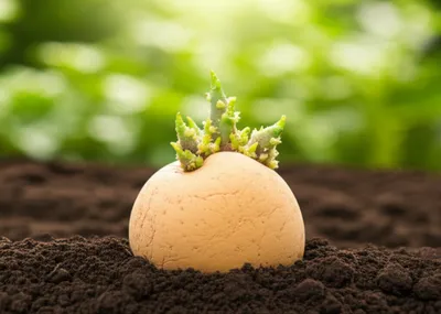 Illustration chitting - Image 1