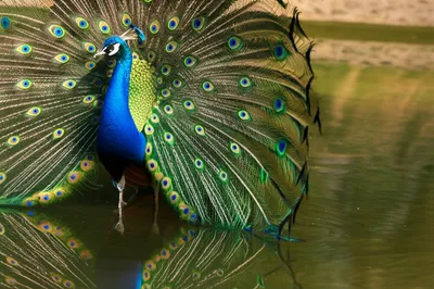 Illustration prinked - Image 1