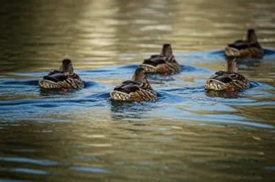 Illustration paddling - Image 1