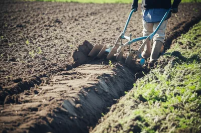 Illustration roves - Image 1