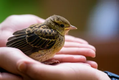 Illustration rescue - Image 1