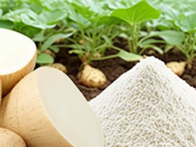 Illustration manioc - Image 1