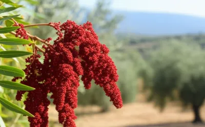 Illustration sumac - Image 1