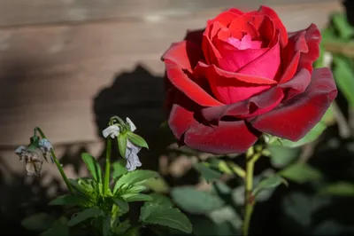 Illustration stepmother - Image 1