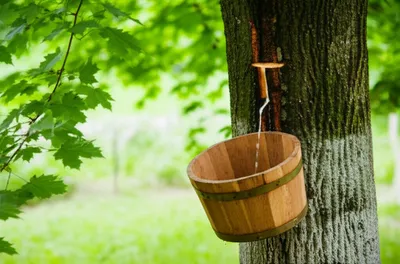 Illustration bled - Image 1