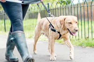 Illustration leash - Image 2