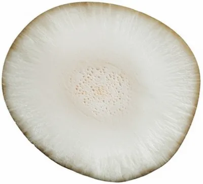 Illustration ivory - Image 1