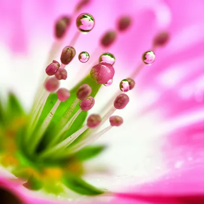 Illustration squirts - Image 1