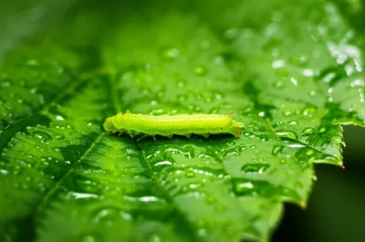 Illustration creeping