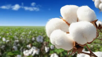 Illustration cotton - Image 1