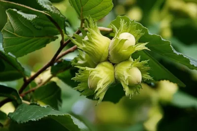 Illustration filberts