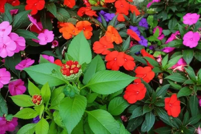 Illustration balsam - Image 1