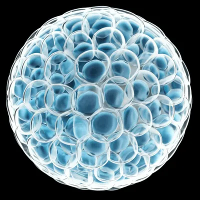 Illustration blastulae - Image 1