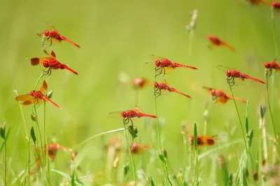 Illustration anhinga - Image 1