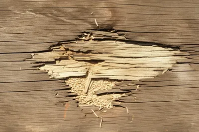 Illustration gnawed - Image 1