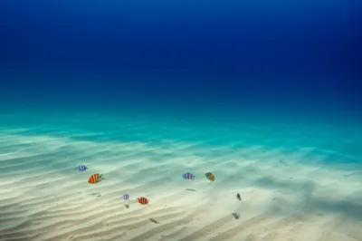 Illustration shoals - Image 1