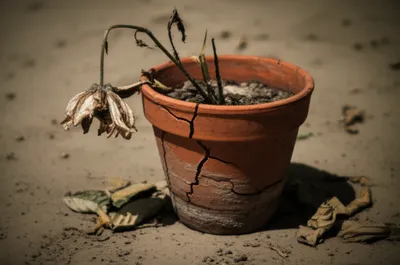 Illustration poorly - Image 1